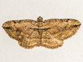 Cryptic Fern